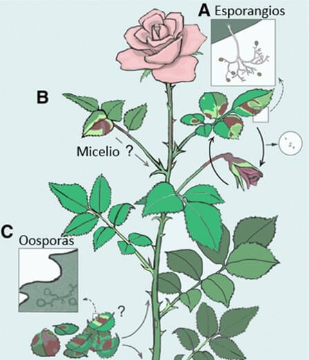 Ciclo de vida propuesto del Mildiu velloso (Peronospora sparsa) en rosas