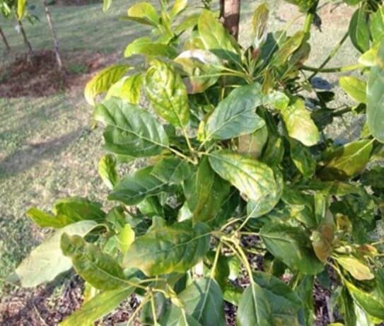 Síntomas de asfixia radicular en aguacate. 