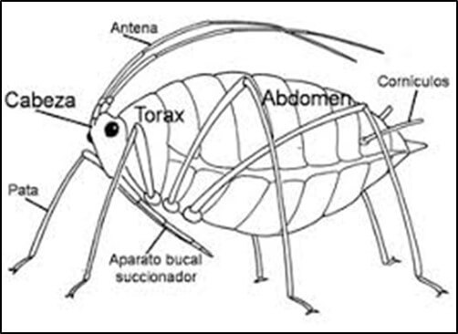 Anatomía del pulgón.