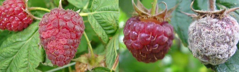 Frutos de frambuesa atacados por Botrytis. 