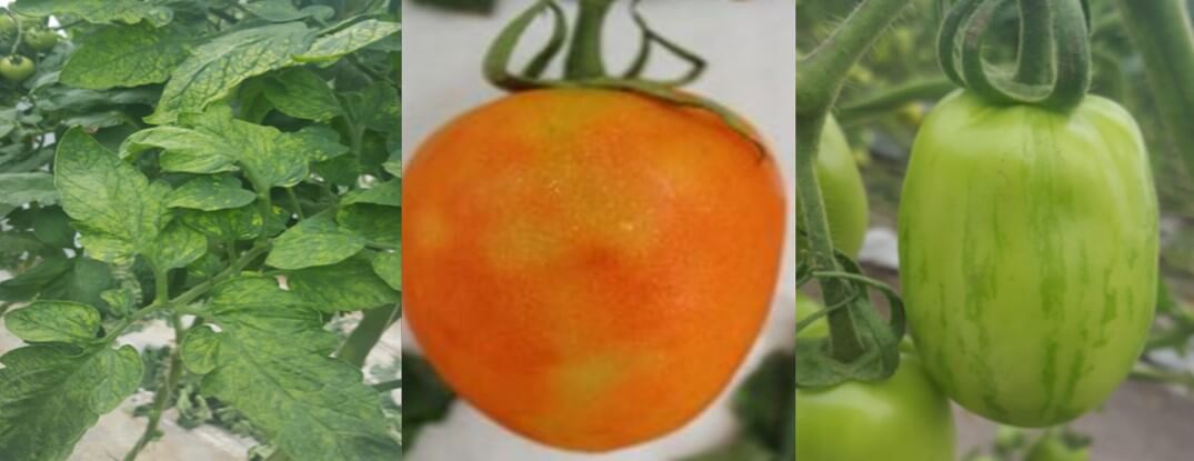 Síntomas causados por Tomato brown rugose fruit virus, en hojas y frutos del cultivo de tomate.
