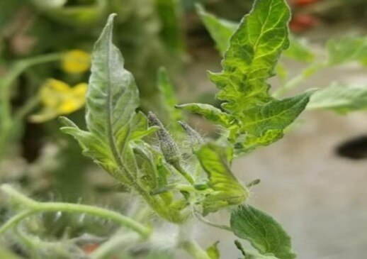 Síntomas de ToBRFV en brotes nuevos de tomate