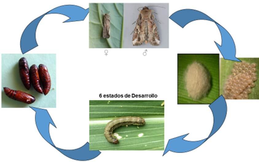 Ciclo de vida de gusano cogollero