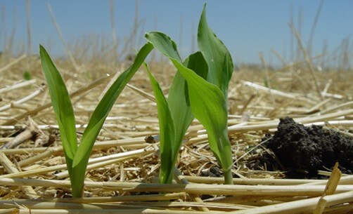 Cultivo de maíz en labranza de conservación