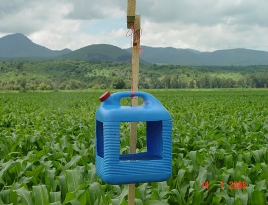 Trampa de feromonas en cultivo de maíz.