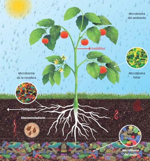 Esquema de la interacción de los distintos microbiomas con la planta.