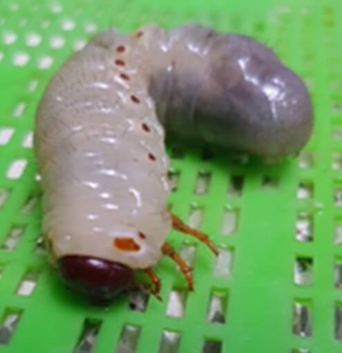 Larva de gallina ciega 