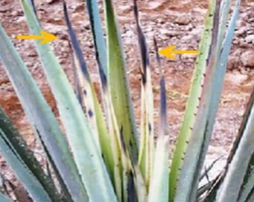 Pudrición blanca en agave 