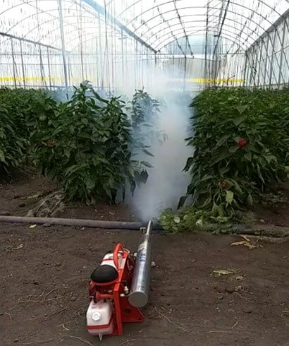 Uso de termonebulizadora en cultivo de pimiento bajo invernadero.
