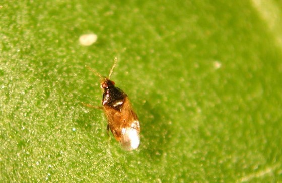 Individuo de Orius laevigatus.