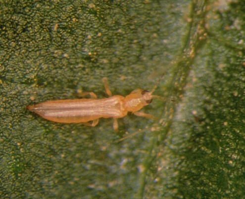 Individuo de trips sobre una hoja.