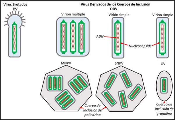 Morfología de los diferente baculovirus.