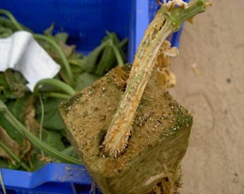 Daños en el tallo de la planta por Fusarium 