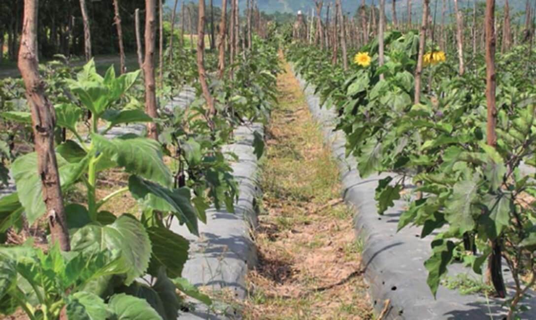 Girasol intercalado dentro del cultivo de berenjena como reservorios de insectos benéficos