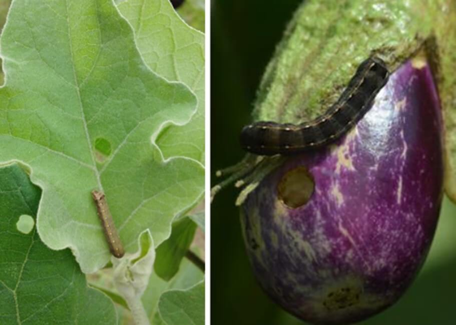 Hojas y frutos dañados por lepidópteros