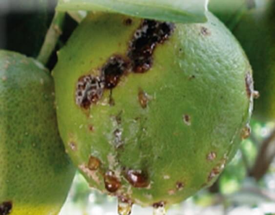 A pesar de que las lesiones no dañan la parte comestible del fruto, estos son imposibles de comercializar.