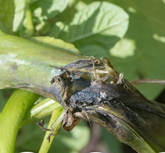 Erwinia carotovora