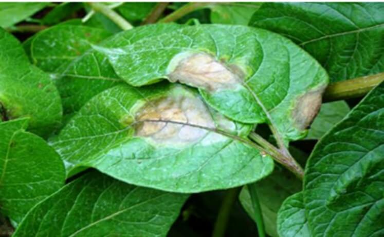 Manchas en hojas por phytophthora infestans