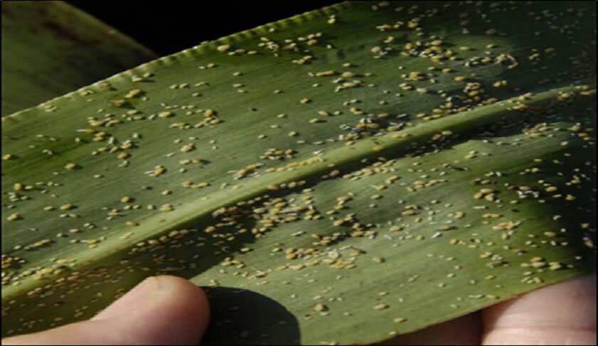  Melanaphis sacchari colonizando el envés de la hoja 