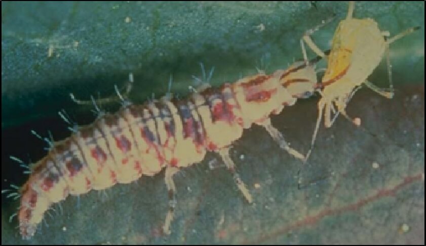  Larva de crisopa alimentándose de pulgones 