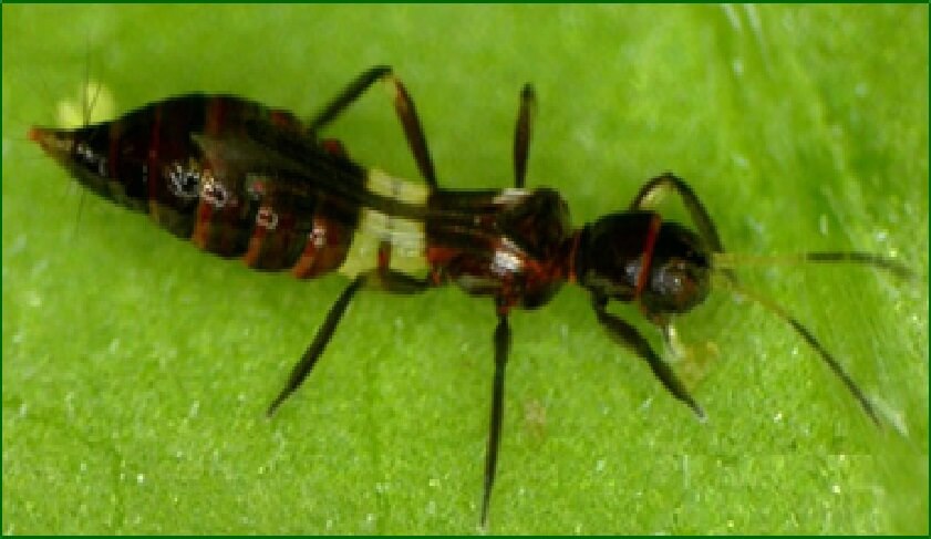  Adulto de Franklinothrips orizabensis 