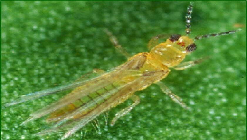  Adulto de Scirtothrips perseae 