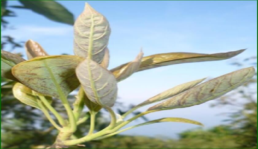  Daños iniciales por alimentación de Scirtothrips Perseae 