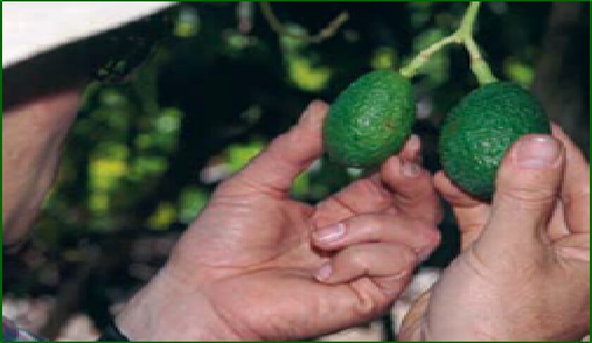  Monitoreo de Heliothrips haemorrhoidalis en frutos rozando 