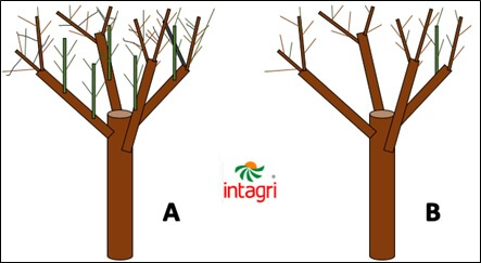  Poda de fructificacion y mantenimiento 