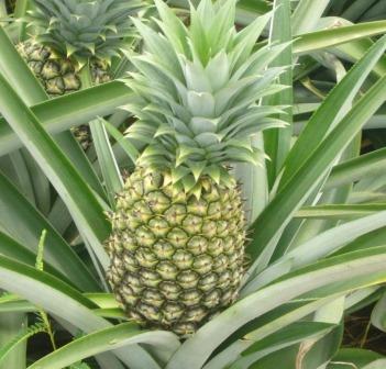 fertilización del cultivo de piña