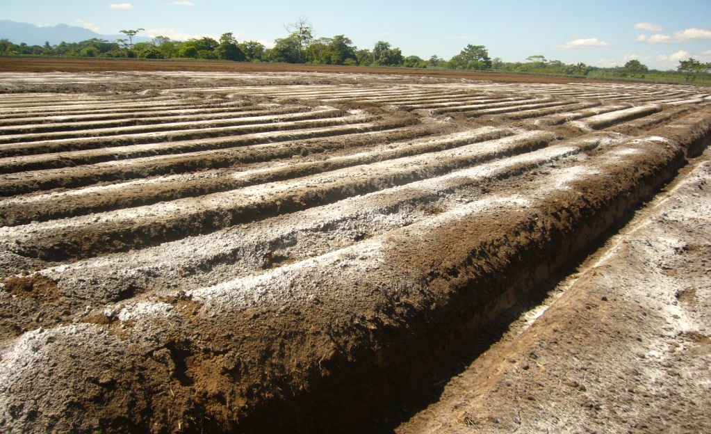 encalado de suelo para aumentar ph en cultivo de piña