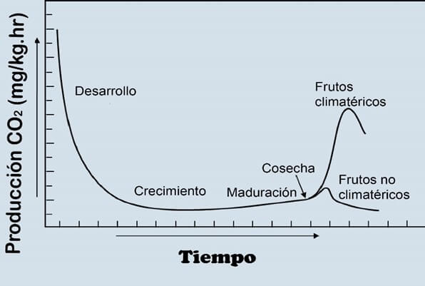 Comportamiento respiratorio de las frutas