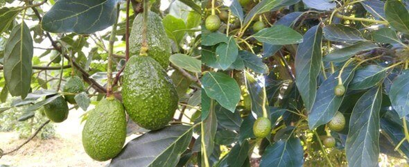 la-alternancia-del-aguacate