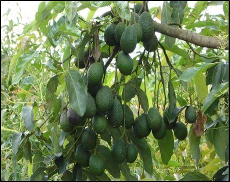 La Poda En El Cultivo De Aguacate Intagri S C