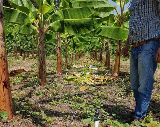 Requerimientos De Clima Y Suelo Para El Cultivo De Banano