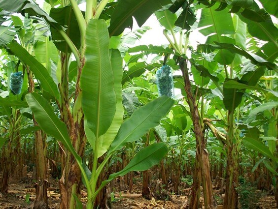 Fertilización en Banano