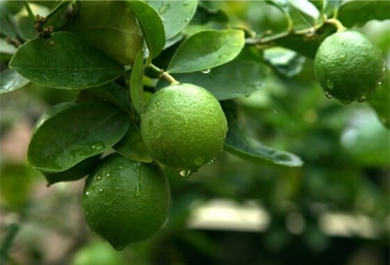 Cultivo de Limón Persa