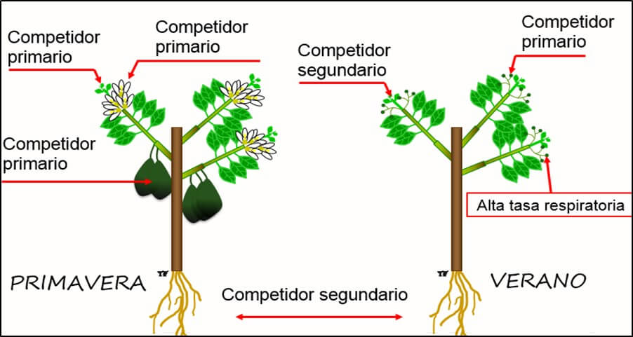 Fuerza de demanda de carbohidratos por los árganos del aguacate.