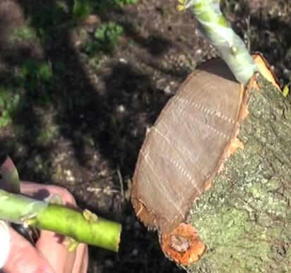 Injerto de corona en aguacate.