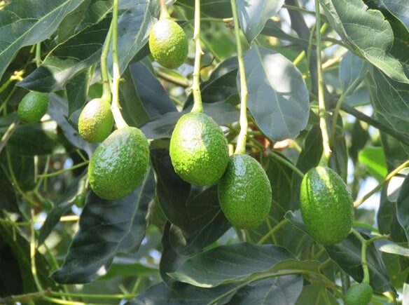 Producción de aguacate Colombia.