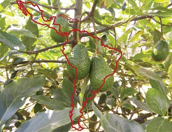 Producción de aguacate México.