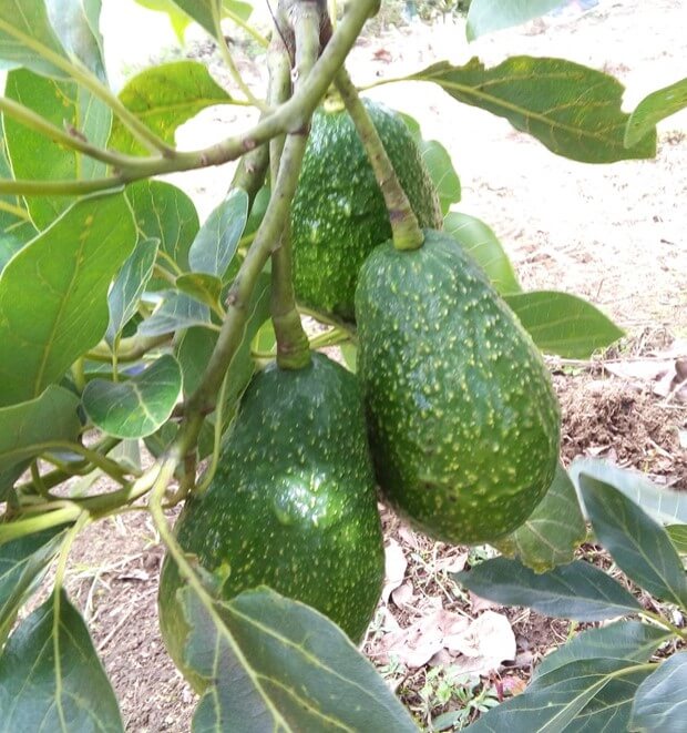 Producción de aguacate Perú.