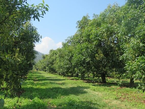 Cultivo de palta en Chile