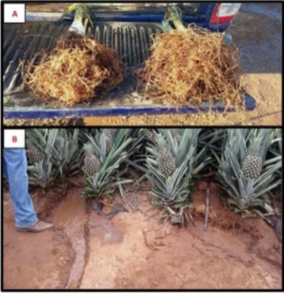 Fertilización de Piña