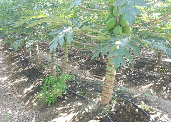 Ecofisiología de la papaya.