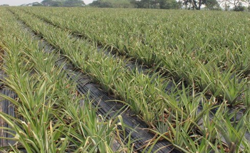 Cultivo de piña con acolchado plástico.