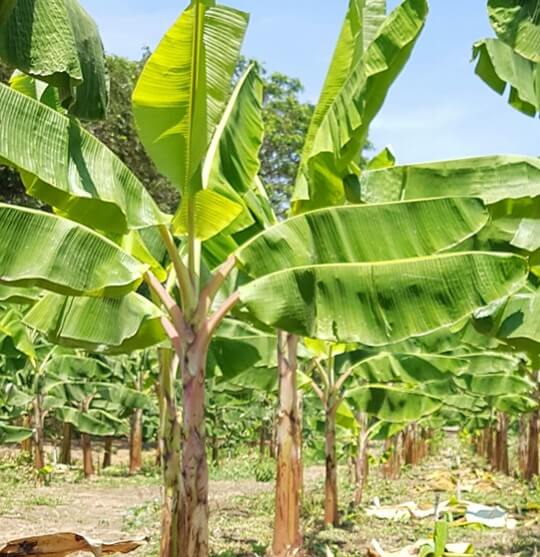 El cultivo de banano y plátano