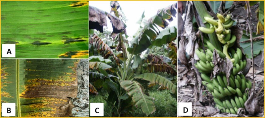 Sigatoka negra en banano y plátano