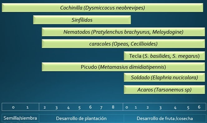 Plagas del cultivo de la piña