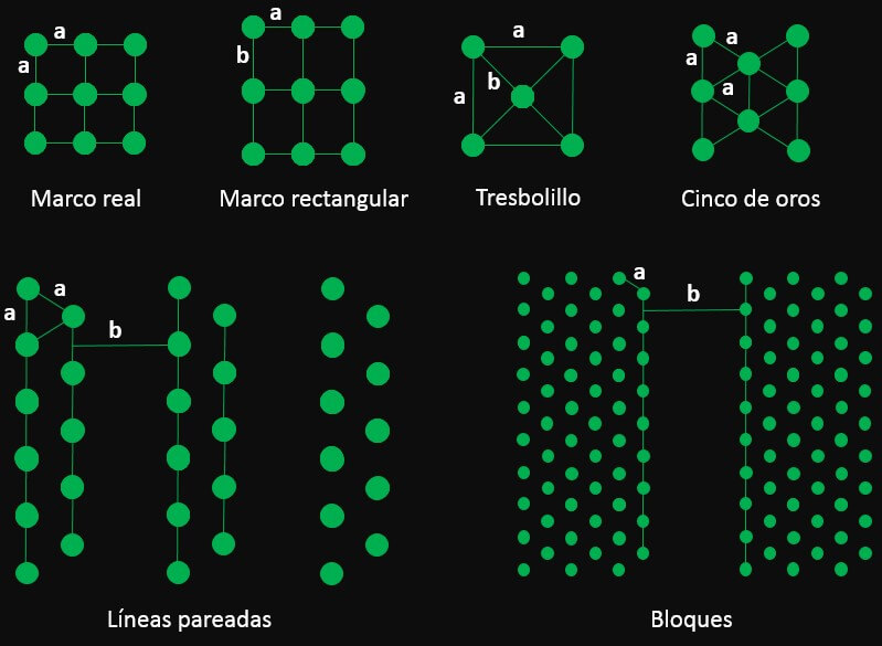 Plantaciones Frutales de Alta Densidad | Intagri S.C.